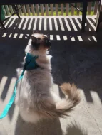 Krytí ragdoll bez pp