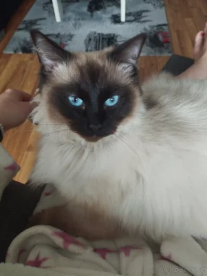 Krytí ragdoll bez pp