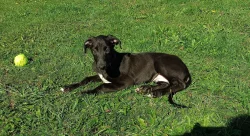 Anglický chrt /Greyhound/ - štěňata s PP