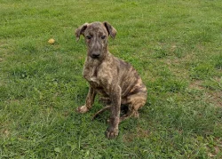 Anglický chrt /Greyhound/ - štěňata s PP