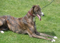 Anglický chrt /Greyhound/ - štěňata s PP