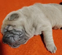 Shar-pei, šarpej štěňátka s PP