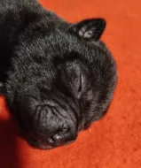 Shar-pei, šarpej štěňátka s PP