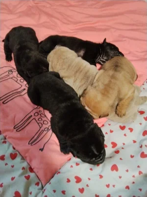 Shar-pei, šarpej štěňátka s PP