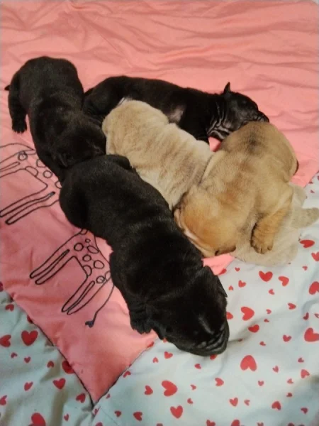 Shar-pei, šarpej štěňátka s PP
