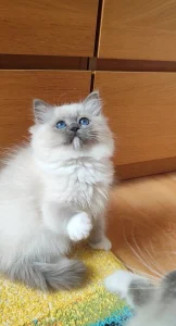 Ragdoll kočičky k odběru