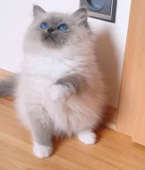 Ragdoll kočičky k odběru
