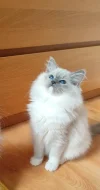 Ragdoll kočičky k odběru