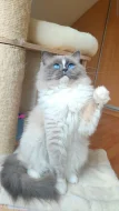 Ragdoll kočičky k odběru