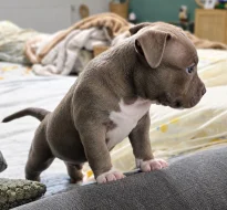 American Bully (classic)
