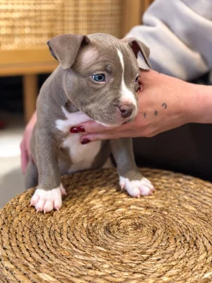 American Bully (classic)