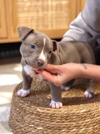 American Bully (classic)
