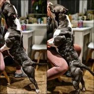 American Bully (classic)