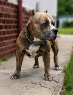 American Bully (classic)