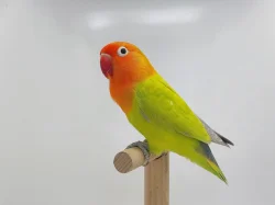 Agapornis fischeri (mutace dilute, opalin) s určeným pohlavím