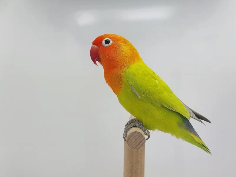 Agapornis fischeri (mutace dilute, opalin) s určeným pohlavím