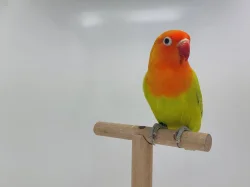 Agapornis fischeri (mutace dilute, opalin) s určeným pohlavím