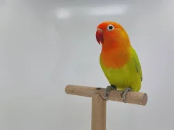 Agapornis fischeri (mutace dilute, opalin) s určeným pohlavím