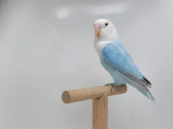 Agapornis fischeri (mutace dilute, opalin) s určeným pohlavím