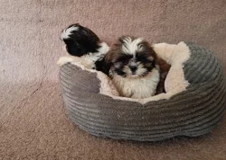 Shih-tzu -štěňata bez pp