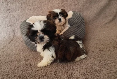 Shih-tzu -štěňata bez pp