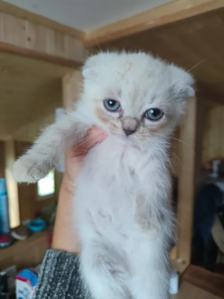 Poslední krásná kočička skotská klapouchá