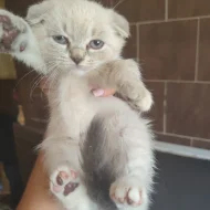 Poslední krásná kočička skotská klapouchá