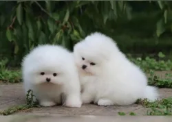 Německý špic trpasličí (Pomeranian) štěňátka