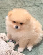 Německý špic trpasličí (Pomeranian) štěňátka