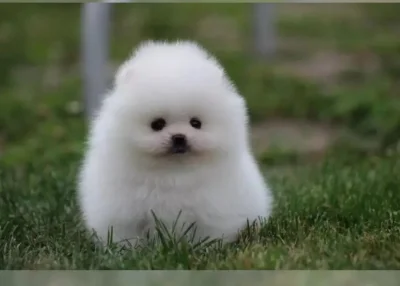 Německý špic trpasličí (Pomeranian) štěňátka