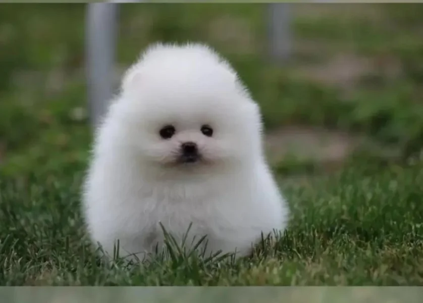 Německý špic trpasličí (Pomeranian) štěňátka