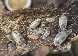 Mnohonožky Telodeinopus aoutii a Atopochetus spnimargo, isopody