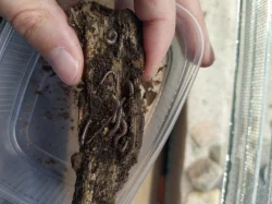 Mnohonožky Telodeinopus aoutii a Atopochetus spnimargo, isopody