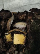Mnohonožky Telodeinopus aoutii a Atopochetus spnimargo, isopody