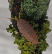 Mnohonožky Telodeinopus aoutii a Atopochetus spnimargo, isopody