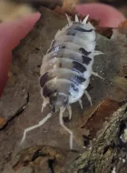 Mnohonožky Telodeinopus aoutii a Atopochetus spnimargo, isopody