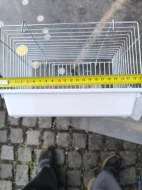 Aratinga škraboškový samička DNA 2 roky 10.000 kc