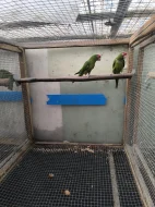 Aratinga škraboškový samička DNA 2 roky 10.000 kc