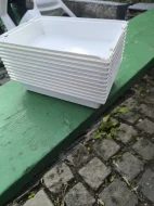 Aratinga škraboškový samička DNA 2 roky 10.000 kc