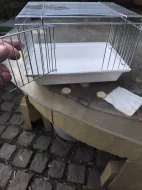 Aratinga škraboškový samička DNA 2 roky 10.000 kc