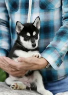 Sibiřský husky-kvalitní štěňata s PP