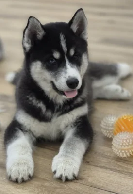 Sibiřský husky-kvalitní štěňata s PP