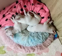 Čivava čistokrevná krátkosrstá