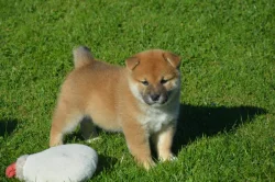 Shiba inu