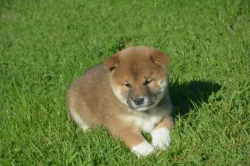Shiba inu