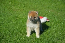 Shiba inu