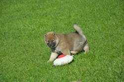 Shiba inu