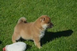 Shiba inu
