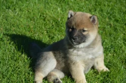 Shiba inu