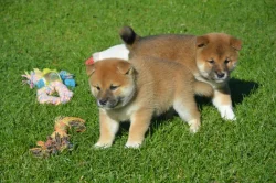 Shiba inu